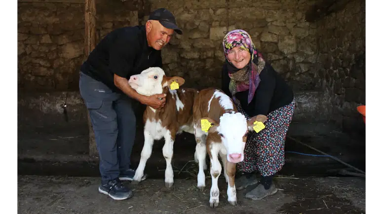 Amasya’da Renkli Hayvancılık Hikayesi