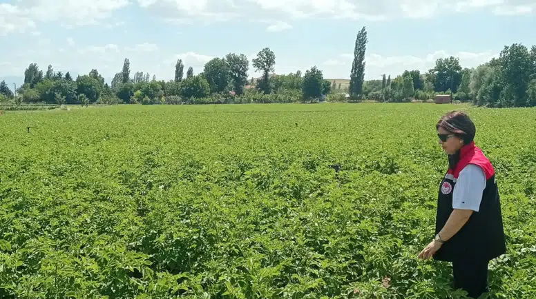 Merzifon Tarım Müdürlüğü Sahada: Patateslerde Çiçeklenme Takibi
