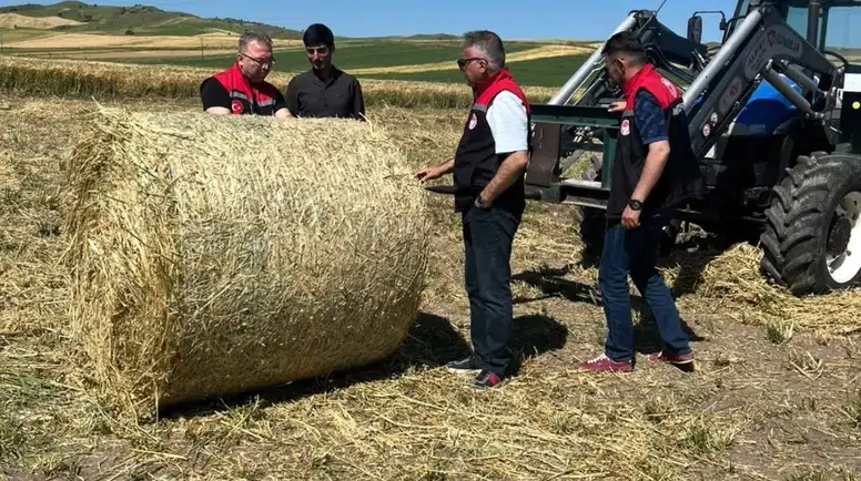 Merzifon’da Yem Bitkisi Kontrolleri Sürüyor