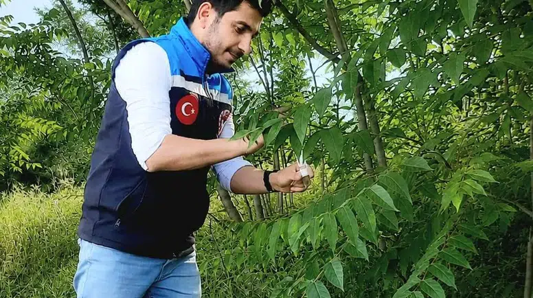 Amasya’da Doğaya Samuray Arıcığı Salındı