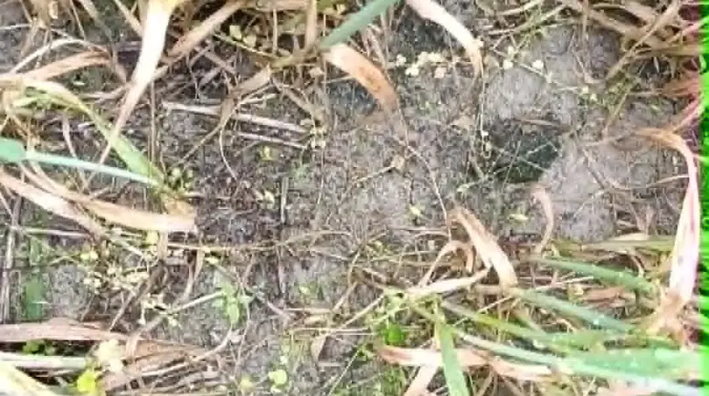 Çayırözü Köyü’nde Sağanak Alarmı! Ekili Araziler Zarar Gördü
