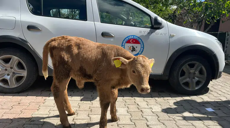 Amasya’da Suni Tohumlama Başarısı