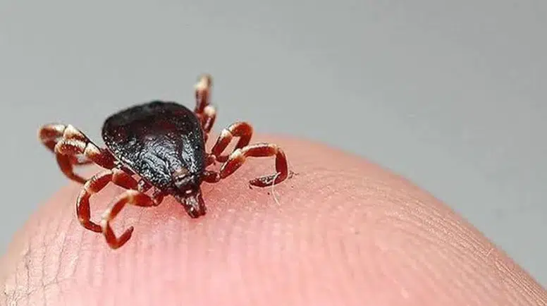 Tarlada Kene Isırdı, 10 Günlük Yaşam Mücadelesini Kaybetti