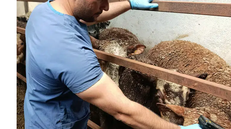 Amasya'da İthal Besilik Sığırlara Sıkı Takip!