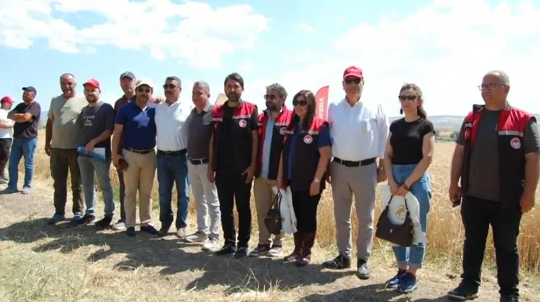 Merzifon'da Tarla Günü Düzenlendi! Yeni Buğday Çeşidi Üreticiden Tam Not Aldı