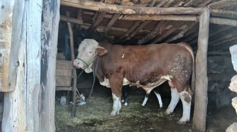 Amasya DSYB Üretim İçin 1.850 Rakımda Görev Başında