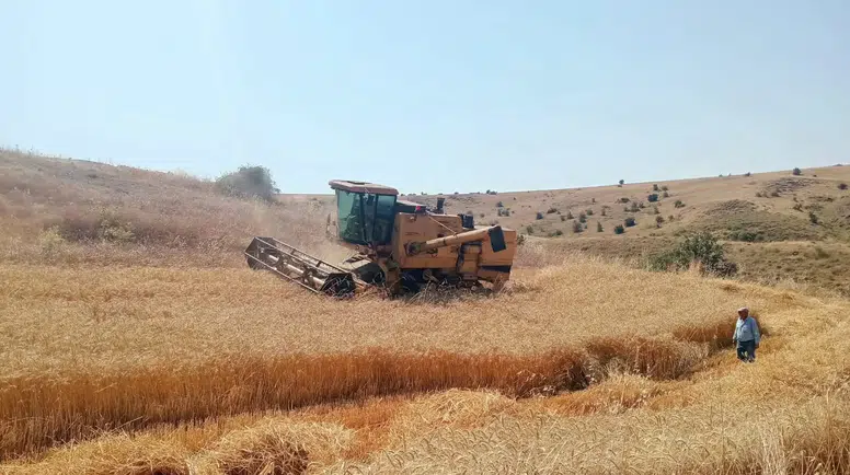 Merzifon’da Hasat Denetimi