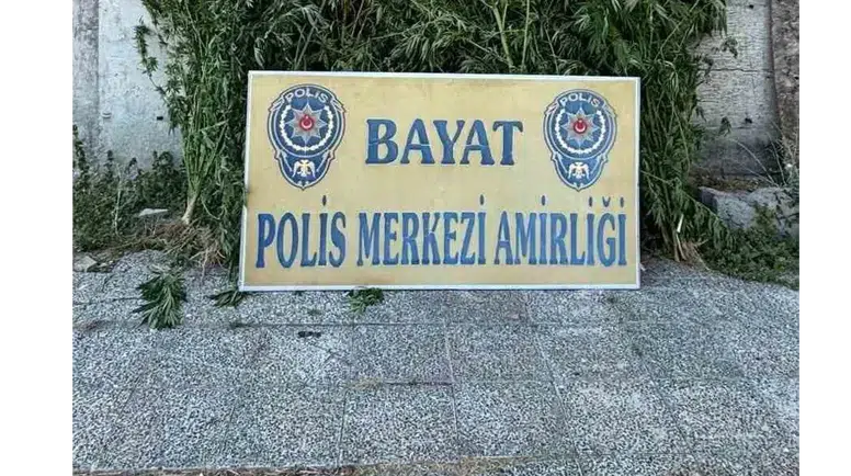 Çorum’da 46 kök Hint keneviri ele geçirildi: 1 tutuklama