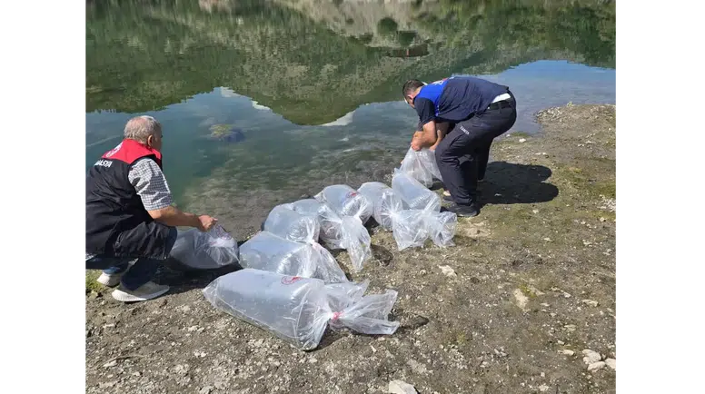 Amasya Göletlerine 200 Bin Sazan Yavrusu