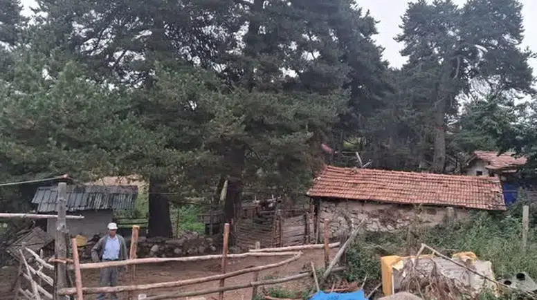 Amasya DSYB’den İl Genelinde Suni Tohumlama Çalışması