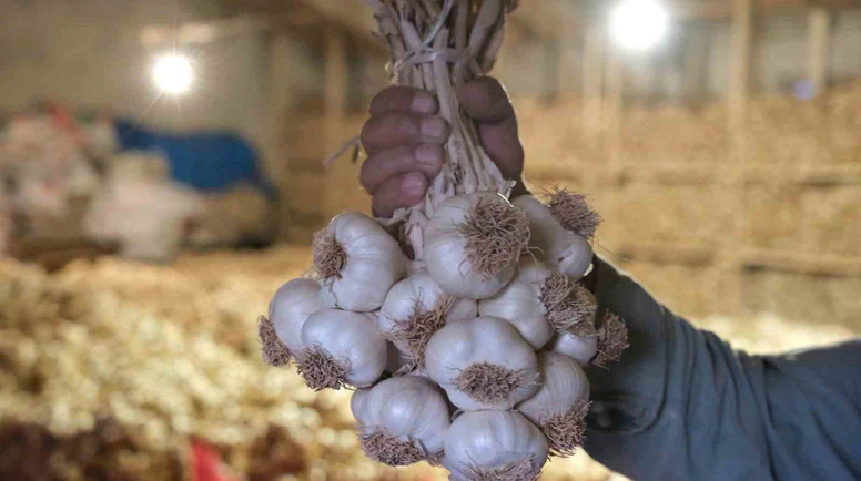 Çorum Üyük Sarımsağı coğrafi işaretle tescillendi