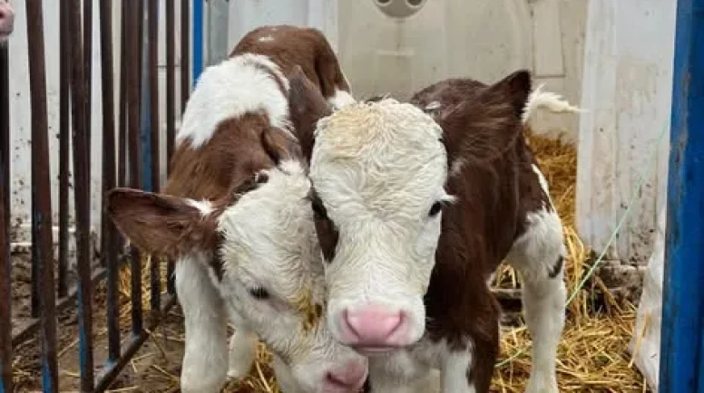 Amasya’da Suni Tohumlama Çalışmaları Devam Ediyor