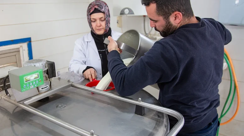 Merzifon’da Süt Devrimi Başladı!