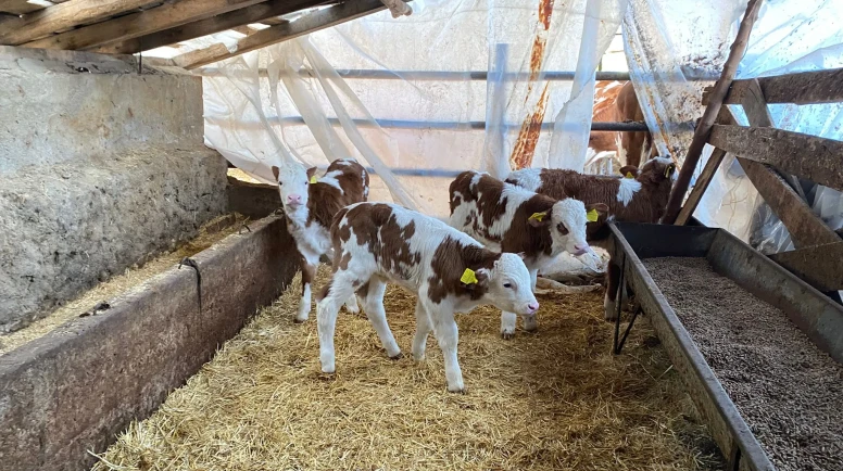 Amasya’da Tarım ve Hayvancılıkta Atılım