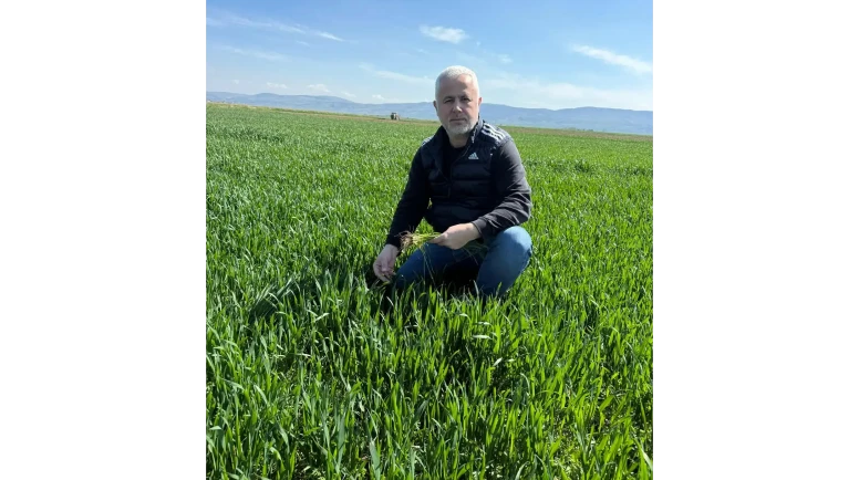 Merzifon’da Tarlalarda Tehlike: Hastalık Yayılıyor!