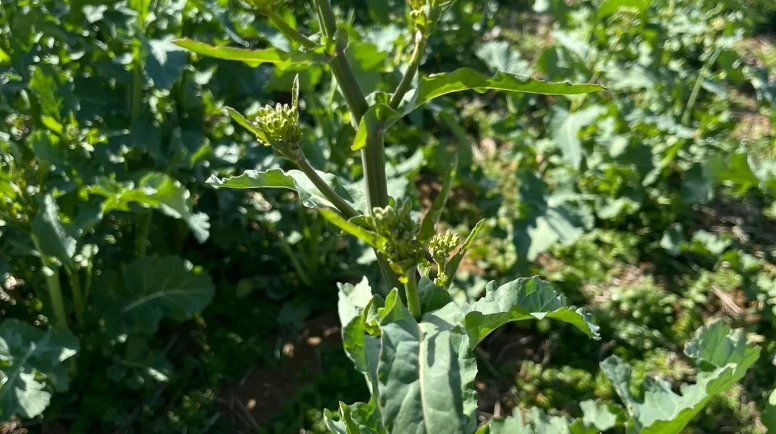 Hamamözü’nde Kanola!