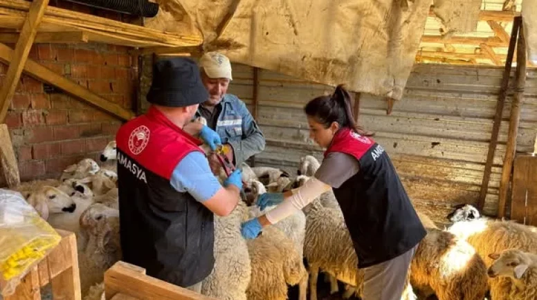 Amasya’da Küçükbaş Hayvanlara Sağlık Seferberliği