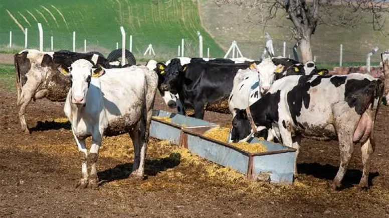 Amasya’da “Köyümde Yaşamak İçin Bir Sürü Nedenim Var” Projesi