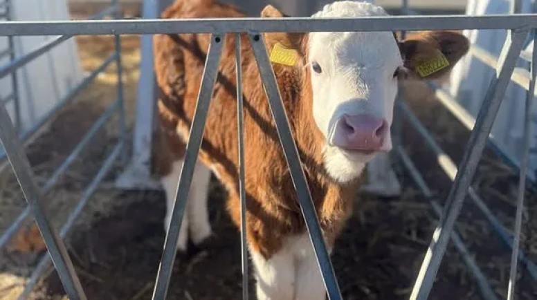 Amasya’da Suni Tohumlama Atağı