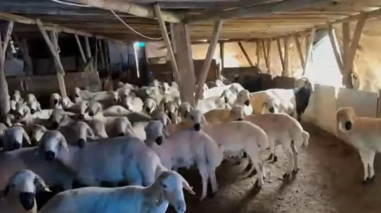 Çorum’da Ahır Mühürlendi, Hayvanlar İçeride!