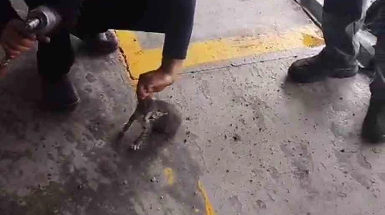 Otomobilin Motoruna Giren Yavru Kedi Kurtarıldı