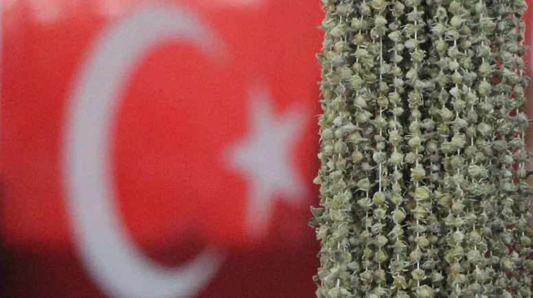 Amasya’nın ‘Sarı Altını’ Tehlikede