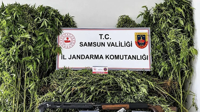 Jandarmadan Operasyon: 756 Kök Kenevir Ele Geçirildi