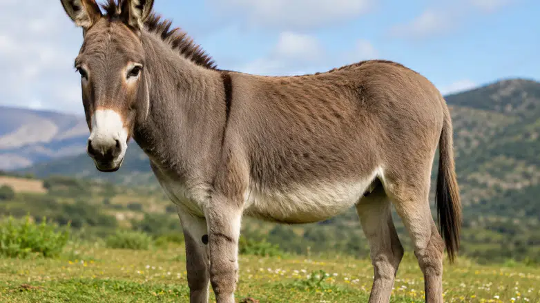 Rüyada Eşek Görmek Ne Anlama Geliyor? Sabır, Kazanç ve Gizli Düşmanlık Mesajı mı?