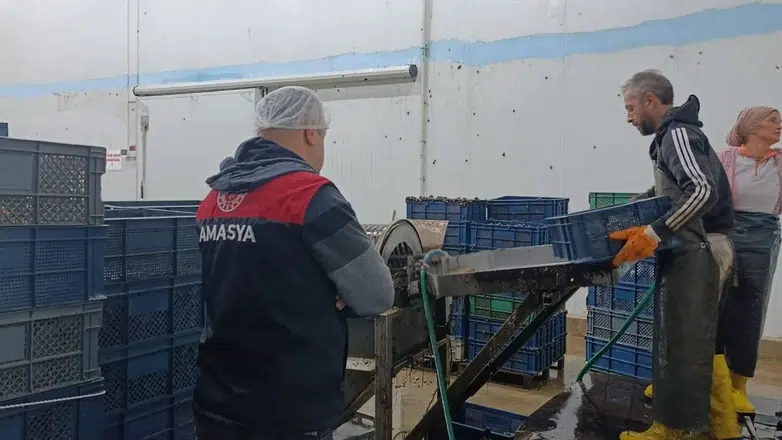 Amasya’dan Avrupa’ya Salyangoz İhracatı
