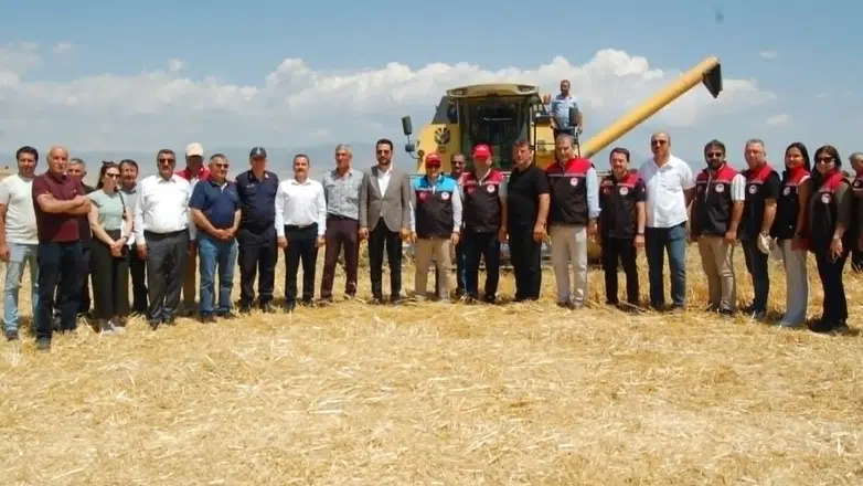 Merzifon'da İlk Kez Ekilen Kanola Hasat Edildi: Çamlıca Köyü'nde Tarihi Gün