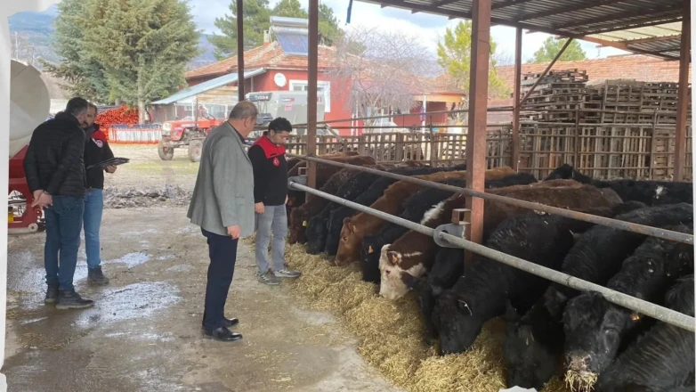 Merzifon’da Hayvancılığa Yakın Takip