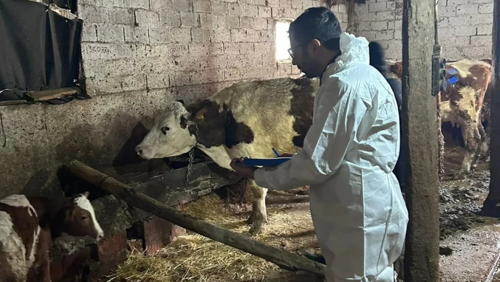 Merzifon’da Aşılama ve Tarama Çalışmaları Sürüyor