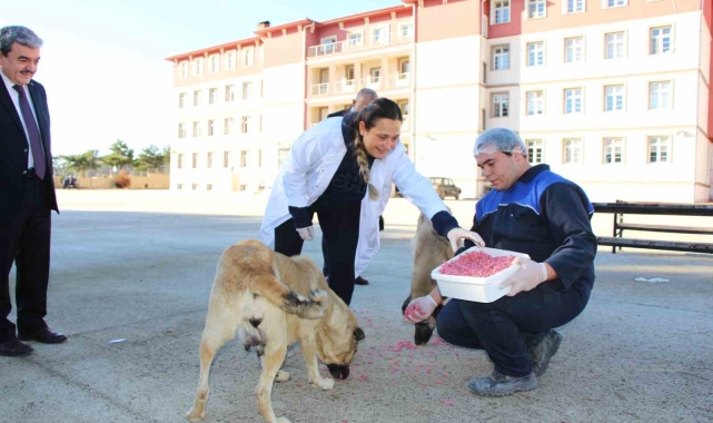 Amasya'da meslek liseliler yemek artıklarını kedi ve köpek mamasına dönüştürdü