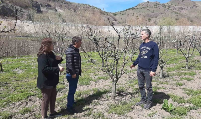 Meyve bahçelerinde hastalık ve zararlılara dikkat