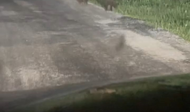 Yola çıkan ayıları vatandaşlar görüntüledi
