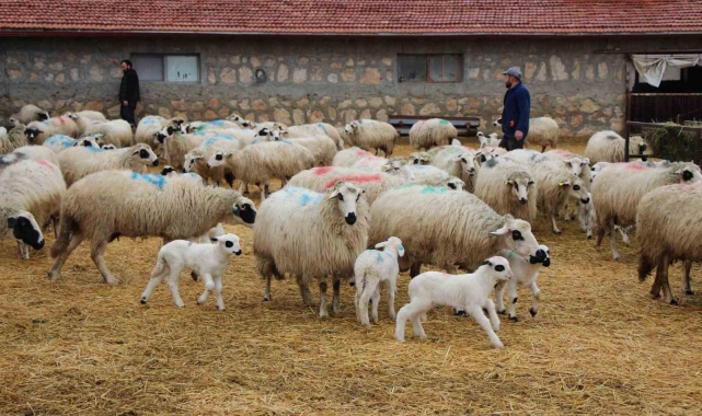 Bu koyunlar en az ikiz yavruluyor: 3 kilo doğan süt kuzuları 2,5 ayda 30 kiloya ulaşıyor