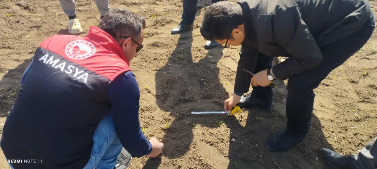 Göynücek'te Don Vurgunu: Tarım Yetkilileri Tarlalarda İnceleme Yaptı 1
