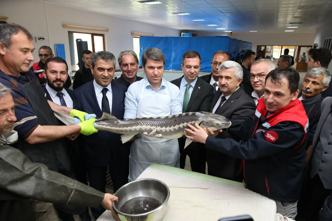 Amasya’da Karaca Mersin Balığı Sezonu Başladı! Yedikır’da İlk Sağım Gerçekleştirildi 1
