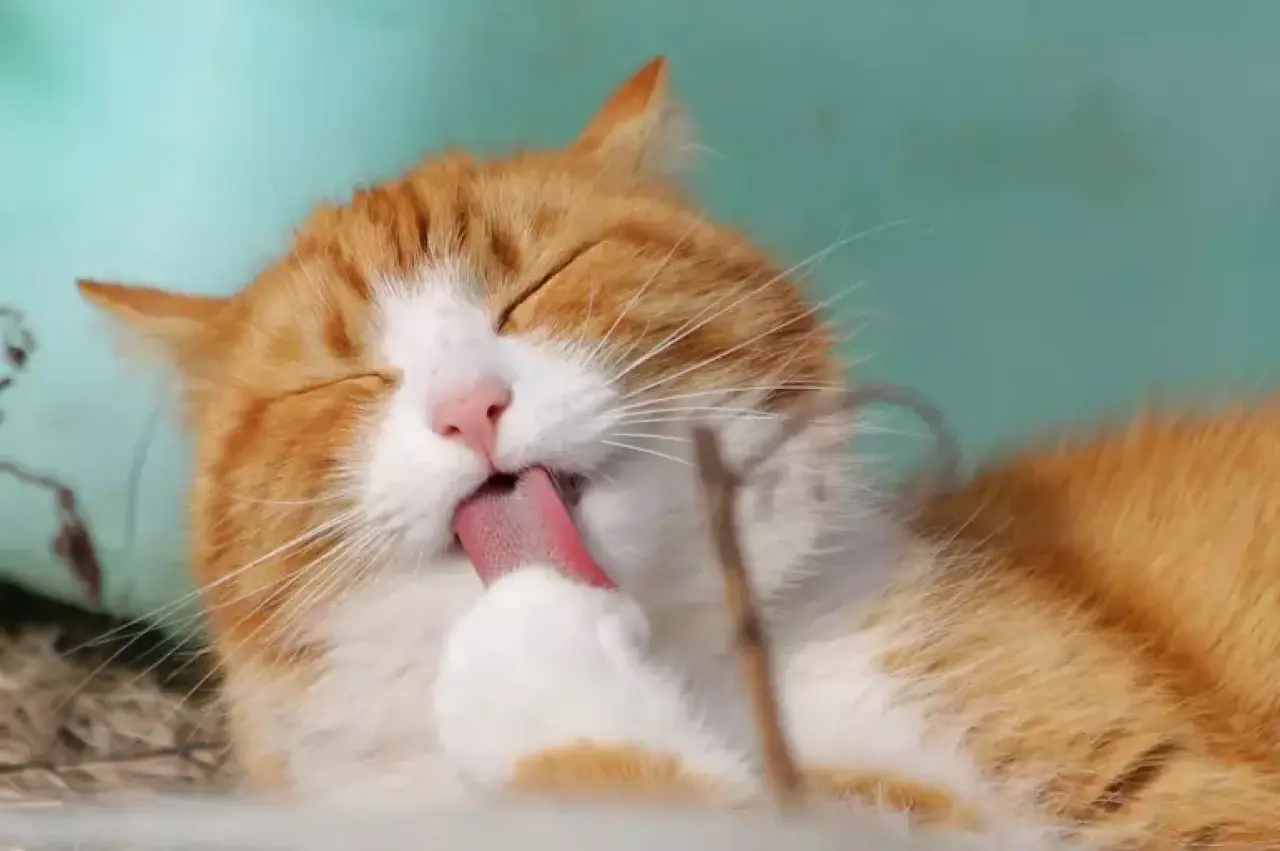 Rüyada Kedi Görmek Ne Anlama Gelir? | Rüyada Eve Kedi Girmesi ve Yavru Kedi Görmenin Tabirleri 3
