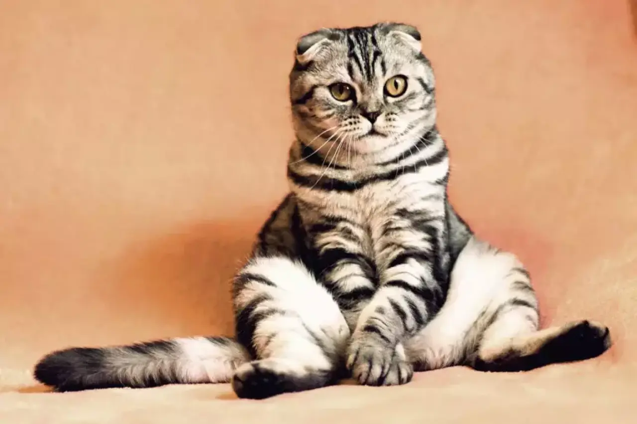 Rüyada Kedi Görmek Ne Anlama Gelir? | Rüyada Eve Kedi Girmesi ve Yavru Kedi Görmenin Tabirleri 5