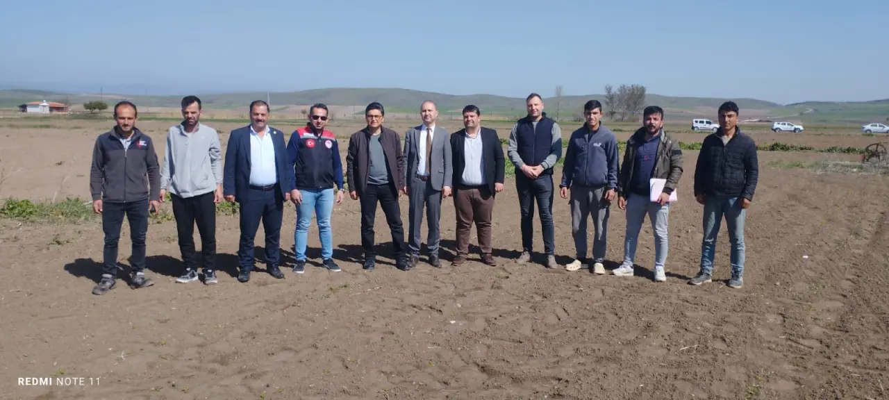 Göynücek'te Don Vurgunu: Tarım Yetkilileri Tarlalarda İnceleme Yaptı 5