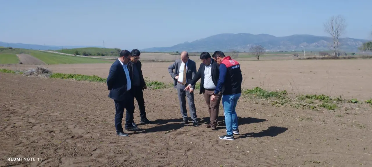Göynücek'te Don Vurgunu: Tarım Yetkilileri Tarlalarda İnceleme Yaptı 3
