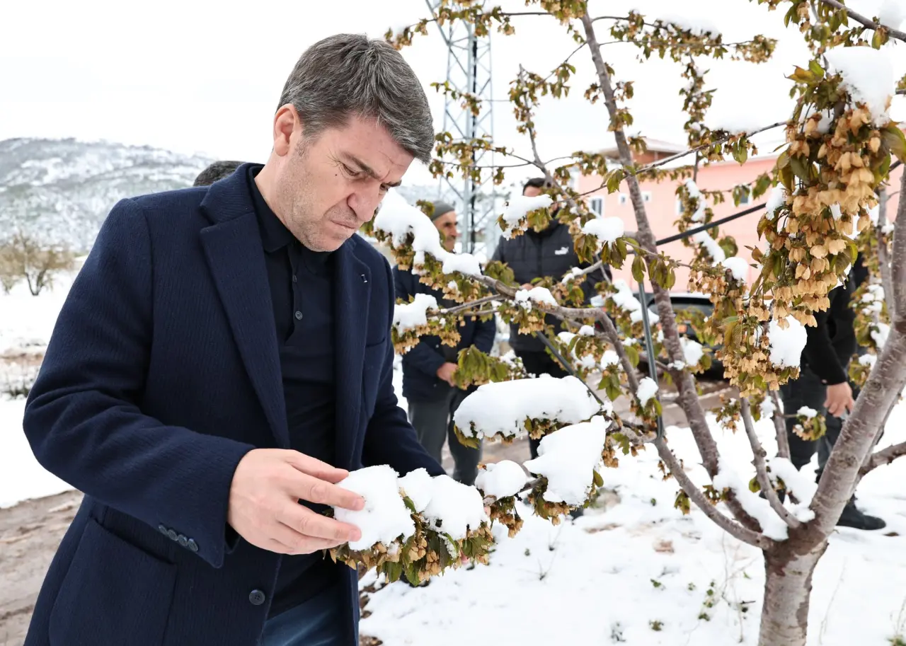 Amasya’da Zirai Don Şoku: Vali Yerinde İnceledi 1