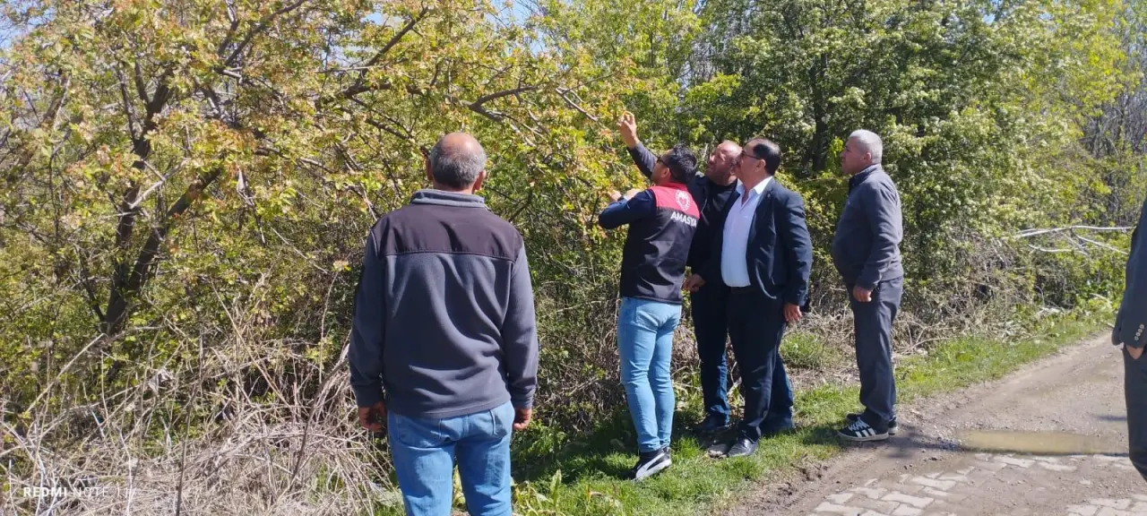 Göynücek'te Don Vurgunu: Tarım Yetkilileri Tarlalarda İnceleme Yaptı 2
