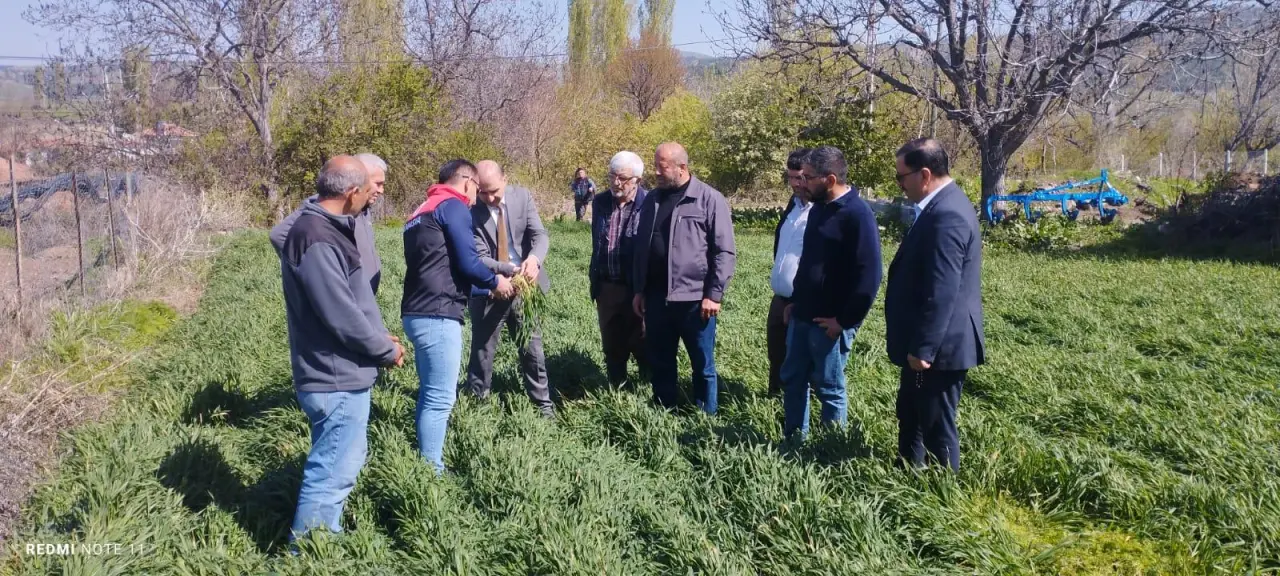 Göynücek'te Don Vurgunu: Tarım Yetkilileri Tarlalarda İnceleme Yaptı 4