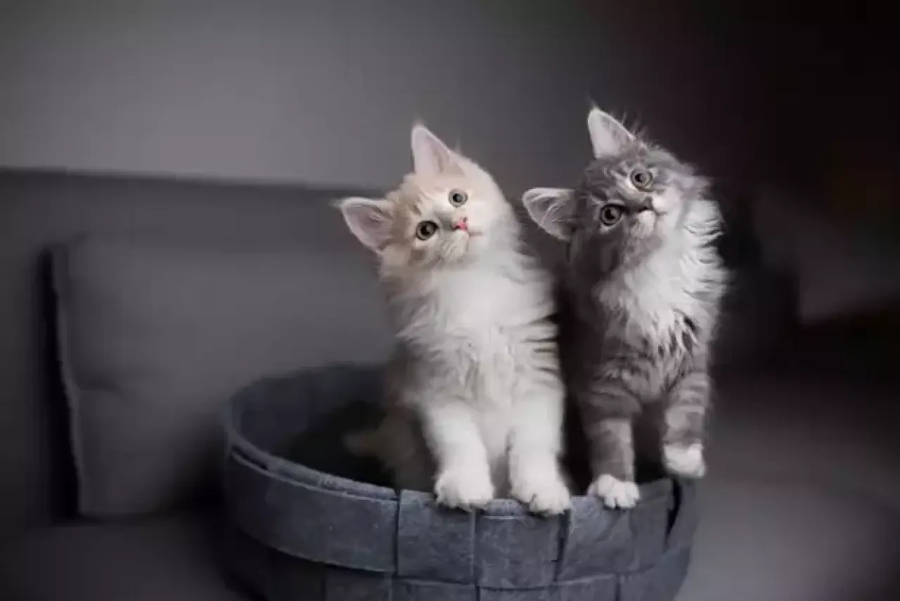 Rüyada Kedi Görmek Ne Anlama Gelir? | Rüyada Eve Kedi Girmesi ve Yavru Kedi Görmenin Tabirleri 1