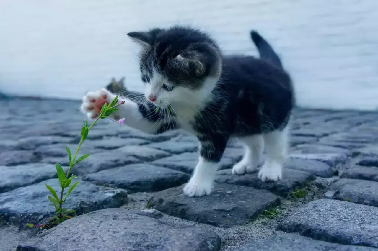 Rüyada Kedi Görmek Ne Anlama Gelir? | Rüyada Eve Kedi Girmesi ve Yavru Kedi Görmenin Tabirleri 4