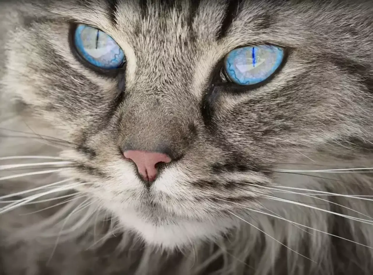 Rüyada Kedi Görmek Ne Anlama Gelir? | Rüyada Eve Kedi Girmesi ve Yavru Kedi Görmenin Tabirleri 2