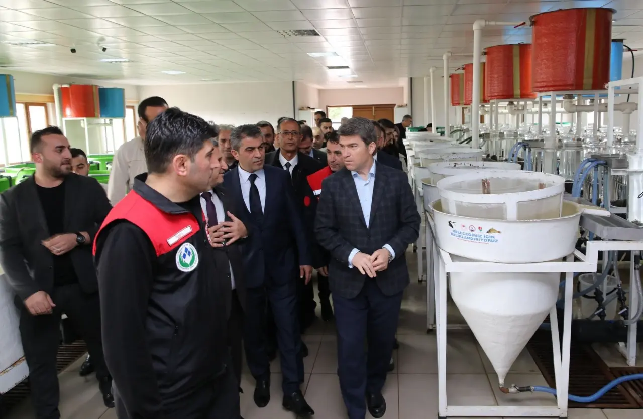 Amasya’da Karaca Mersin Balığı Sezonu Başladı! Yedikır’da İlk Sağım Gerçekleştirildi 3