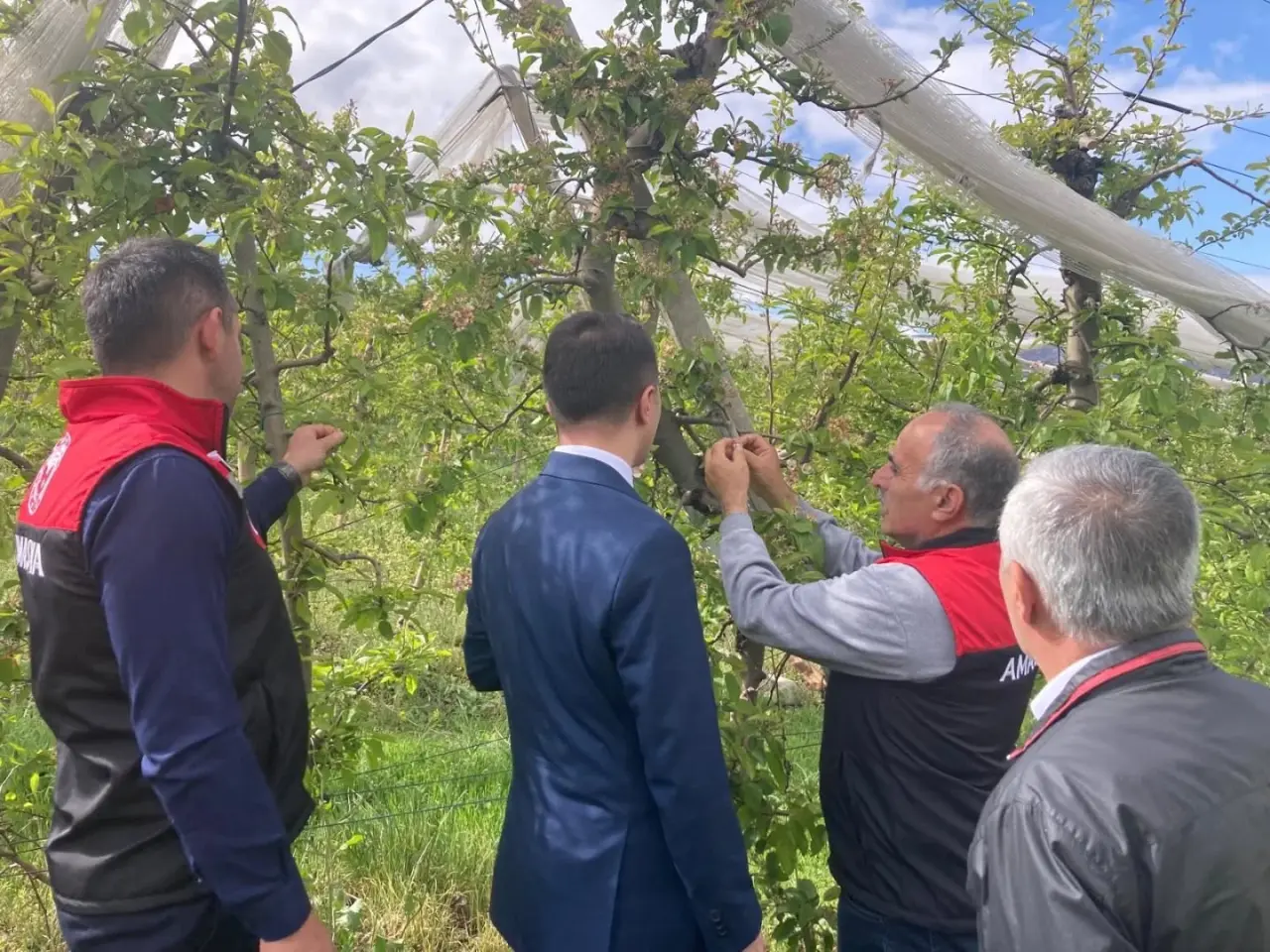 Göynücek'te Zirai Donun Yaraları Sarılıyor 2